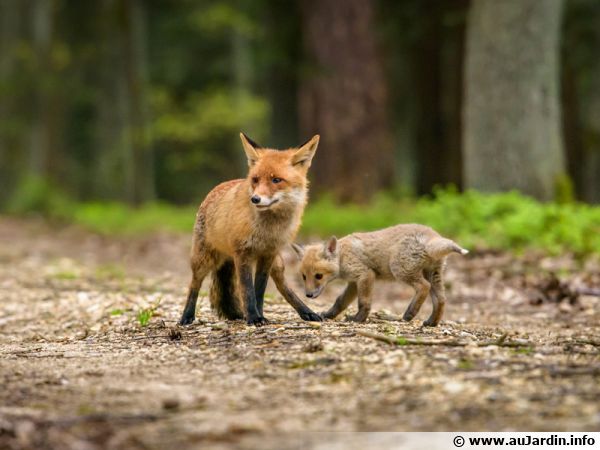 o raposo vermello, un animal indispensable para a biodiversidade, considerado como un
