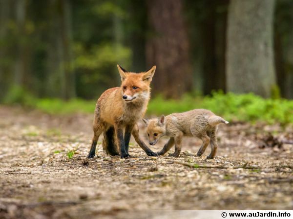 Le renard : nuisible ou utile