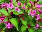 Weig�lia (Weigela) : choisir et cultiver cet arbuste facile d'entretien