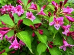 Weigela florida 'Rosea', des fleurs rouges sur un fond de feuilles vertes