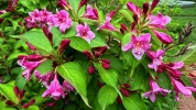 Weig�lia (Weigela) : choisir et cultiver cet arbuste facile d'entretien