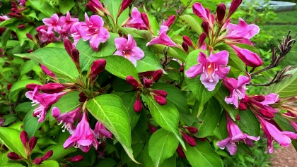 Weig�lia (Weigela) : choisir et cultiver cet arbuste facile d'entretien