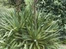 Yucca pleureur, Yucca � feuilles courbes, Yucca recurvifolia