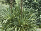 Yucca pleureur, Yucca  feuilles courbes, Yucca recurvifolia