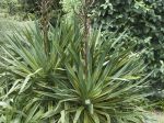 Yucca gloriosa -grandiosa - Yucca-recurvifolia-cv-marginata-150x112