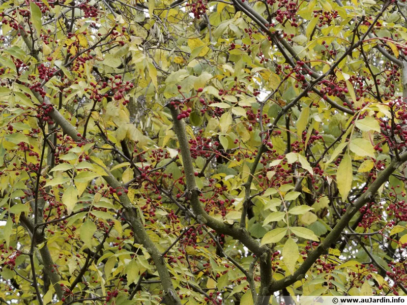 Poivrier du Sichuan, Poivrier chinois, Clavalier � feuilles de fr�ne, Zanthoxylum simulans