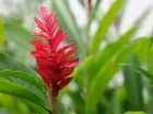 Gingembre commun, Gingembre officinal, Zingiber officinale