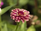 Zinnia �l�gant, Zinnia elegans