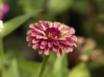 Zinnia �l�gant, Zinnia elegans