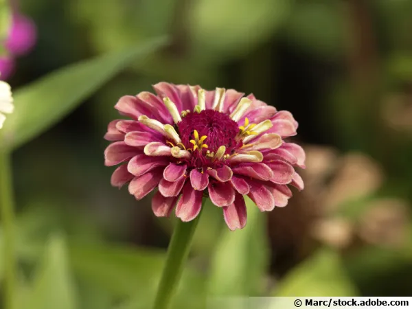 Zinnia élégant, Zinnia elegans