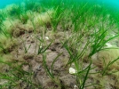 Zostre marine, Varech des bords de mer, Zostera marina