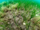 Zostre marine, Varech des bords de mer, Zostera marina