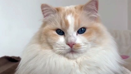 Le Ragdoll : un chat g�ant, calme et affectueux qui devient le compagnon id�al des familles