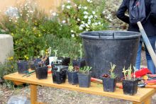 ATELIERS & FORMATIONS - Le b.a.-ba du jardinage - Domaine du Rayol ATELIERS & FORMATIONS - Le b.a.-ba du jardinage - Domaine du Rayol