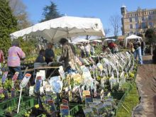 Foire aux plantes rares Foire aux plantes rares
