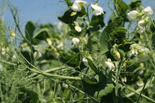 Conférence « Vers une agriculture durable, intérêt des légumineuses pour l'agronomie » Conférence « Vers une agriculture durable, intérêt des légumineuses pour l'agronomie »