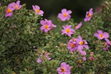 Visite thématique : Parfum de printemps dans la colline des cistes Visite thématique : Parfum de printemps dans la colline des cistes