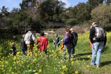 Les plantes sauvages comestibles Les plantes sauvages comestibles