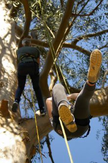 Grimpez dans les arbres ! Grimpez dans les arbres !