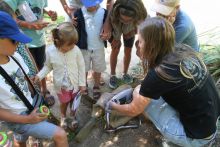 Activité famille : Les petites bêtes de nos jardins Activité famille : Les petites bêtes de nos jardins