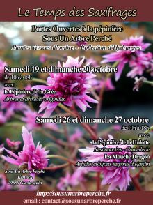 Le temps des saxifrages Le temps des saxifrages