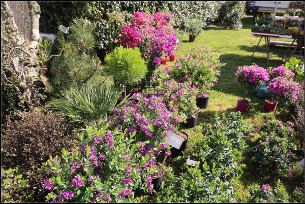 Fête des jardins : le marché du printemps