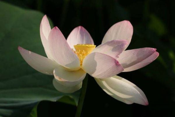 Festival du lotus