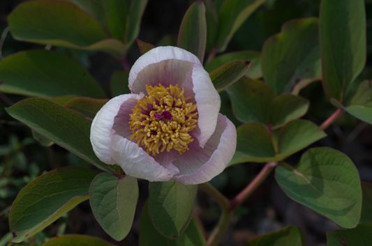 Foire aux plantules de la SAJA