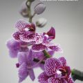 Salon International de l'Orchidée de Bouc Bel Air 
