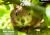 F�te des jardins au ch�teau de Pommorio