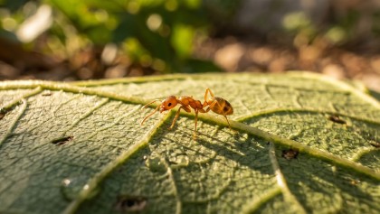 3 foyers de la fourmi �lectrique dans le Var, l'�tat passe � l'action