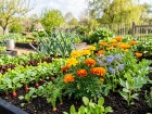 5 associations de plantes � semer au potager en avril