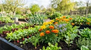 5 associations de plantes � semer au potager en avril