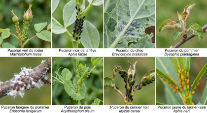 Lutte biologique contre les pucerons : stop � l'invasion de vos plantes
