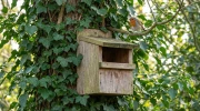 Accueillir un rouge-gorge au jardin : voici l'emplacement exact et le type de nichoir qu'il faut installer d�s maintenant
