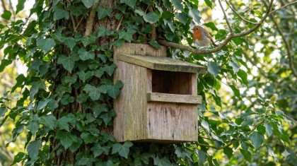Accueillir un rouge-gorge au jardin : voici l'emplacement exact et le type de nichoir qu'il faut installer d�s maintenant