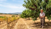 Pourquoi de plus en plus d'agriculteurs dans le sud de la France arrachent leurs vignes pour cet arbre