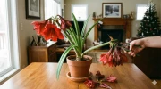 Votre amaryllis a fini de fleurir ? Ne la jetez surtout pas, voici le secret pour qu'elle refleurisse encore plus belle l'an prochain
