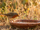 H�rissons, oiseaux, insectes : les bons r�flexes face aux fortes chaleurs