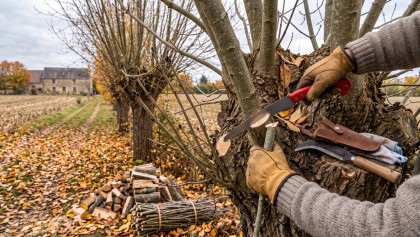 Arbre t�tard : la taille en trogne, cette m�thode paysanne pour un bois de chauffage durable