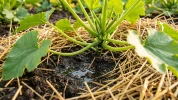 Arrosage et canicule : la m�thode des 48 heures pour sauver votre jardin des fortes chaleurs