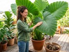 L'astuce � 50 centimes pour faire pousser une oreille d'�l�phant chez soi