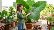 L'astuce � 50 centimes pour faire pousser une oreille d'�l�phant chez soi