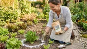 Bicarbonate de soude : l'alli� �cologique pour l'entretien du jardin