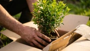 Meilleures p�pini�res en ligne : notre s�lection pour bien acheter 