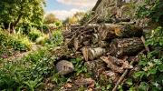 Biodiversit� au jardin : le r�le �cologique majeur du bois en d�composition