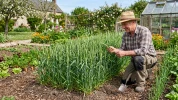 Bl� tendre au jardin : comment cultiver et choisir sa vari�t�