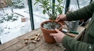 Un d�tail gliss� dans la terre en hiver, et vos plantes �chappent aux moisissures : la plupart des jardiniers l'ignorent