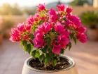 Bougainvillier Mini Tha� (Bougainvillea x hybrida) : la floraison rose sans �pines