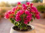 Bougainvillier Mini Tha�, Bougainvillea x hybrida